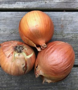 13 Different Types of Onions with Pictures